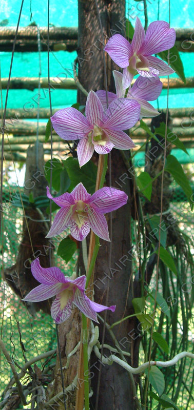 orchid09