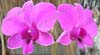 orchid10a